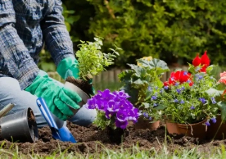 Planting